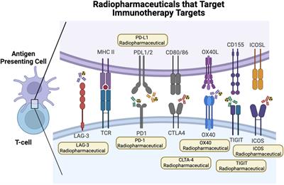 Illuminating immunotherapy response via precision T cell-targeted PET imaging